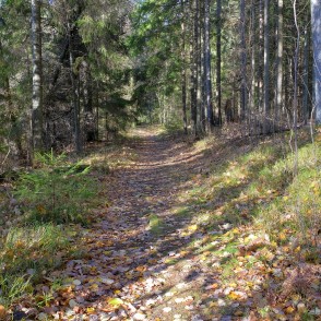 Ķirbižu meža taka rudenī Ķirbižu meža taka rudenī
