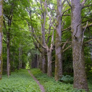 Rudbāržu parka dabas taka Rudbāržu parka dabas taka