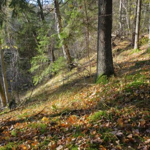 Ķirbižu meža takas ainava Ķirbižu meža takas ainava