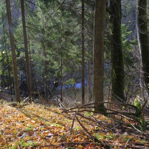 Ķirbižu meža takas ainava Ķirbižu meža takas ainava