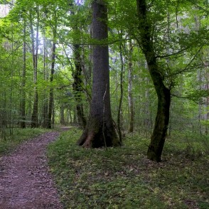 Rudbāržu pastaigu taka Rudbāržu pastaigu taka