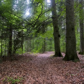 Rudbāržu parka dabas taka Rudbāržu parka dabas taka