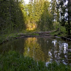 Viesatas upe Viesatas upe