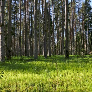 Brocēnu mežaparks un Brocēnu gaisa takas Brocēnu mežaparks un Brocēnu gaisa takas