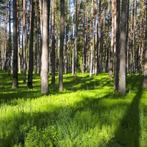 Brocēnu mežaparks Brocēnu mežaparks