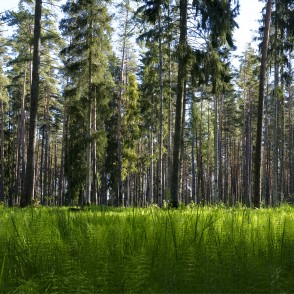Brocēnu mežaparks Brocēnu mežaparks