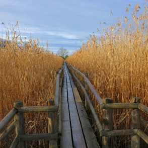 Kaņiera ezera niedru laipa rudenī Kaņiera ezera niedru laipa rudenī