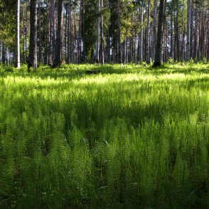 Brocēnu mežaparks Brocēnu mežaparks