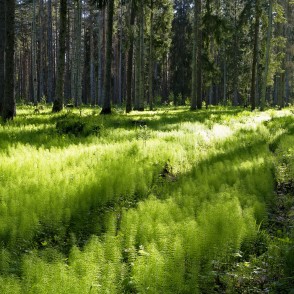 Brocēnu mežaparks Brocēnu mežaparks