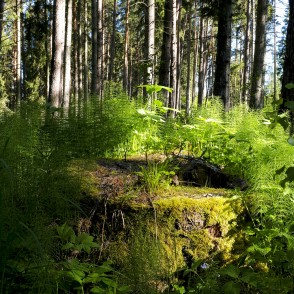 Celms Brocēnu mežaparkā Celms Brocēnu mežaparkā