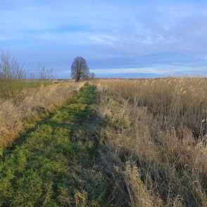 Papes ezera taka Papes ezera taka