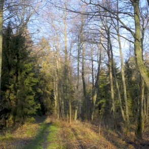 Papes ezera taka, melnalkšņu mežs Papes ezera taka, melnalkšņu mežs