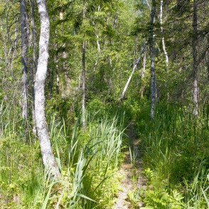 Vesetas purva taka Vesetas purva taka