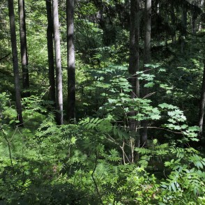 Skaistkalnes kritenes Skaistkalnes kritenes