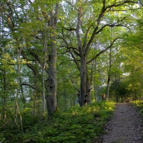 Drusku pilskalna taka (Korneti) Drusku pilskalna taka (Korneti)