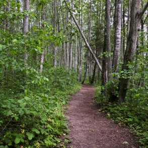 Barona taka Vilces dabas parkā Barona taka Vilces dabas parkā