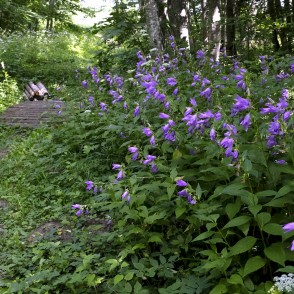 Akmeņupes dabas taka Akmeņupes dabas taka