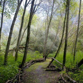 Dabas taka "Zvaniņu ceļš" Dabas taka "Zvaniņu ceļš"