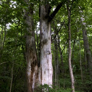 Mācītājmuižas Ozolāju dabas taka Mācītājmuižas Ozolāju dabas taka