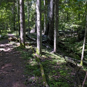 Jānīša dabas taka Jānīša dabas taka