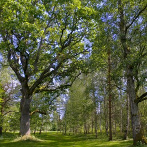 Dabas taka "Aiviekstes ozoli" Dabas taka "Aiviekstes ozoli"