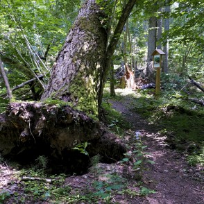 Jānīša dabas taka Jānīša dabas taka