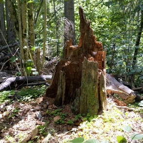 Satrunējis celms Satrunējis celms