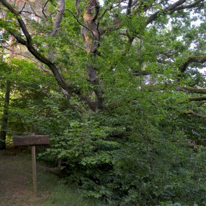 Žibgravas veselības taka Žibgravas veselības taka