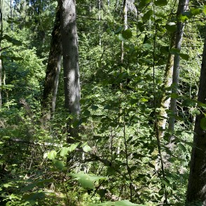 Ejot pa Jānīša dabas taku Ejot pa Jānīša dabas taku