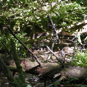 Cauri brikšņiem redama Jāņupīte Cauri brikšņiem redama Jāņupīte