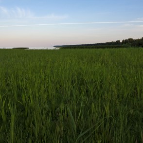 Skats no Bērzciema koka laipas Skats no Bērzciema koka laipas