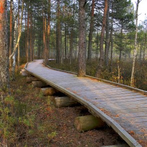 Kalnansu purva takas koka laipa vijas cauri klusam skujkoku mežam Kalnansu purva takas koka laipa vijas cauri klusam skujkoku mežam