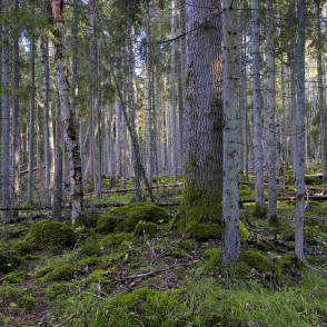 Kaltenes Kalvas Kaltenes Kalvas