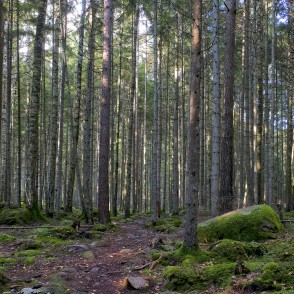 Kaltenes Kalvas Kaltenes Kalvas