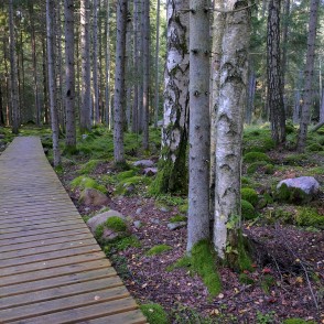 Dabas taka Kaltenes kalvas Dabas taka Kaltenes kalvas