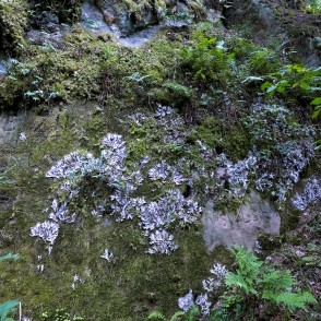 Sandstone Outcrops On The Sarkanās Cliffs Nature Trail Sandstone Outcrops On The Sarkanās Cliffs Nature Trail