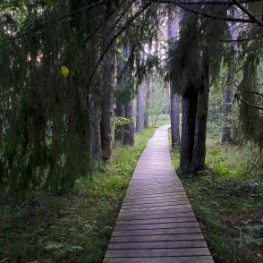 Pūrciema Baltās kāpas taka Pūrciema Baltās kāpas taka