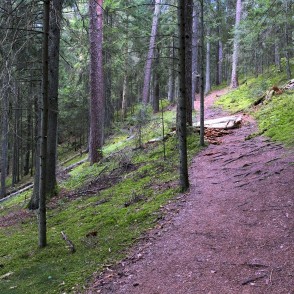 Paplatelė cognitive trail on a slope with roots and a fallen tree along the path Paplatelė cognitive trail on a slope with roots and a fallen tree along the path