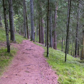 Curving Paplatelė cognitive trail on a hillside among spruce and pine trunks Curving Paplatelė cognitive trail on a hillside among spruce and pine trunks