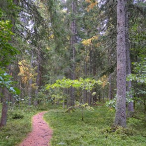 Paplatelė cognitive trail among conifers and leafy shrubs Paplatelė cognitive trail among conifers and leafy shrubs
