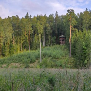 View of an observation tower in the forest above reeds and a meadow View of an observation tower in the forest above reeds and a meadow