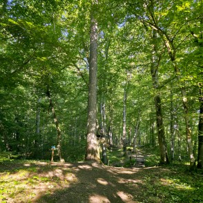 Cīravas mežaparka taka Cīravas mežaparka taka