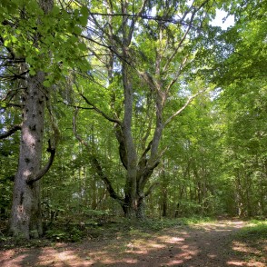 Ejot pa Dziļezera - Riebezera dabas taku Ejot pa Dziļezera - Riebezera dabas taku