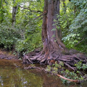 Koks Vizlas upes krastā Koks Vizlas upes krastā