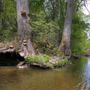 Koks Vizlas upes krastā Koks Vizlas upes krastā
