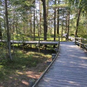 Wooden boardwalk winding through a pine forest near the coast Wooden boardwalk winding through a pine forest near the coast