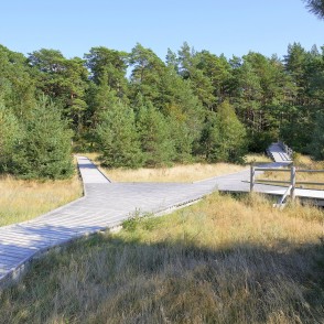 Wooden boardwalk crossing coastal dunes and pine woodland Wooden boardwalk crossing coastal dunes and pine woodland