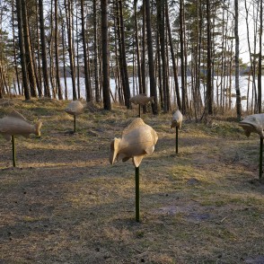 Koka zivju skulptūras pie Būšnieku ezera takas Koka zivju skulptūras pie Būšnieku ezera takas