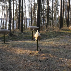 Koka zivju skulptūras pie Būšnieku ezera takas Koka zivju skulptūras pie Būšnieku ezera takas