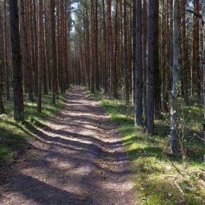 Meža ceļš Meža ceļš